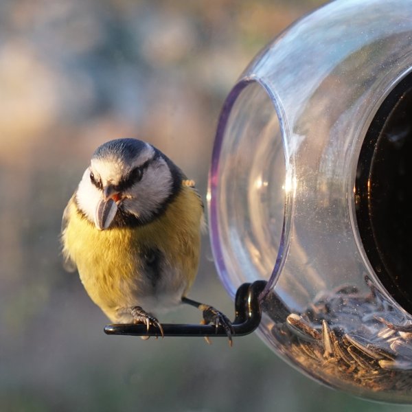 Birdfeeder set