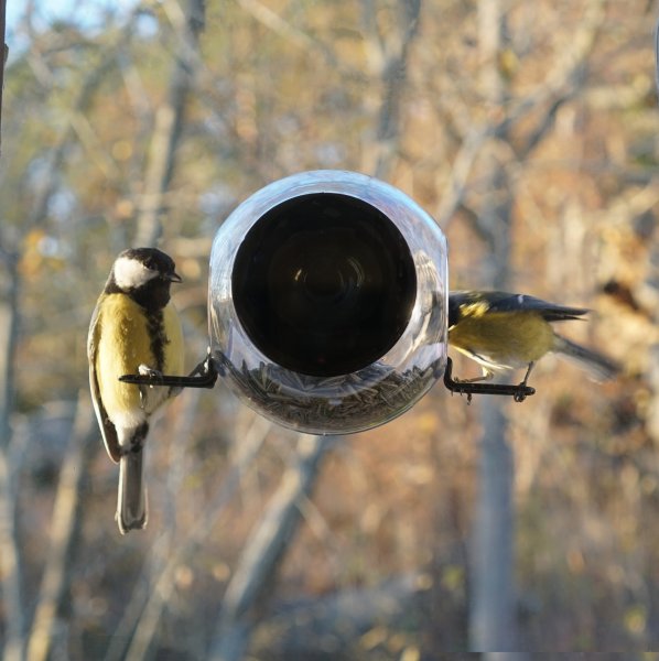 Birdfeeder für das Fenster