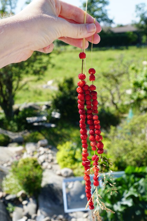 Wild strawberries